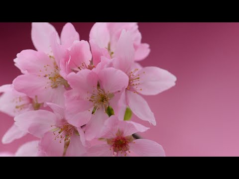 東涌櫻花 #觀景山 #機場櫻花園 HKIA Cherry Blossom Garden 4K