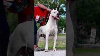 Dogo Argentino  available 2 adult female available dog doglovers reels trending hunting pets