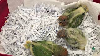 Lovebird Babies (Opaline Lovebirds)
