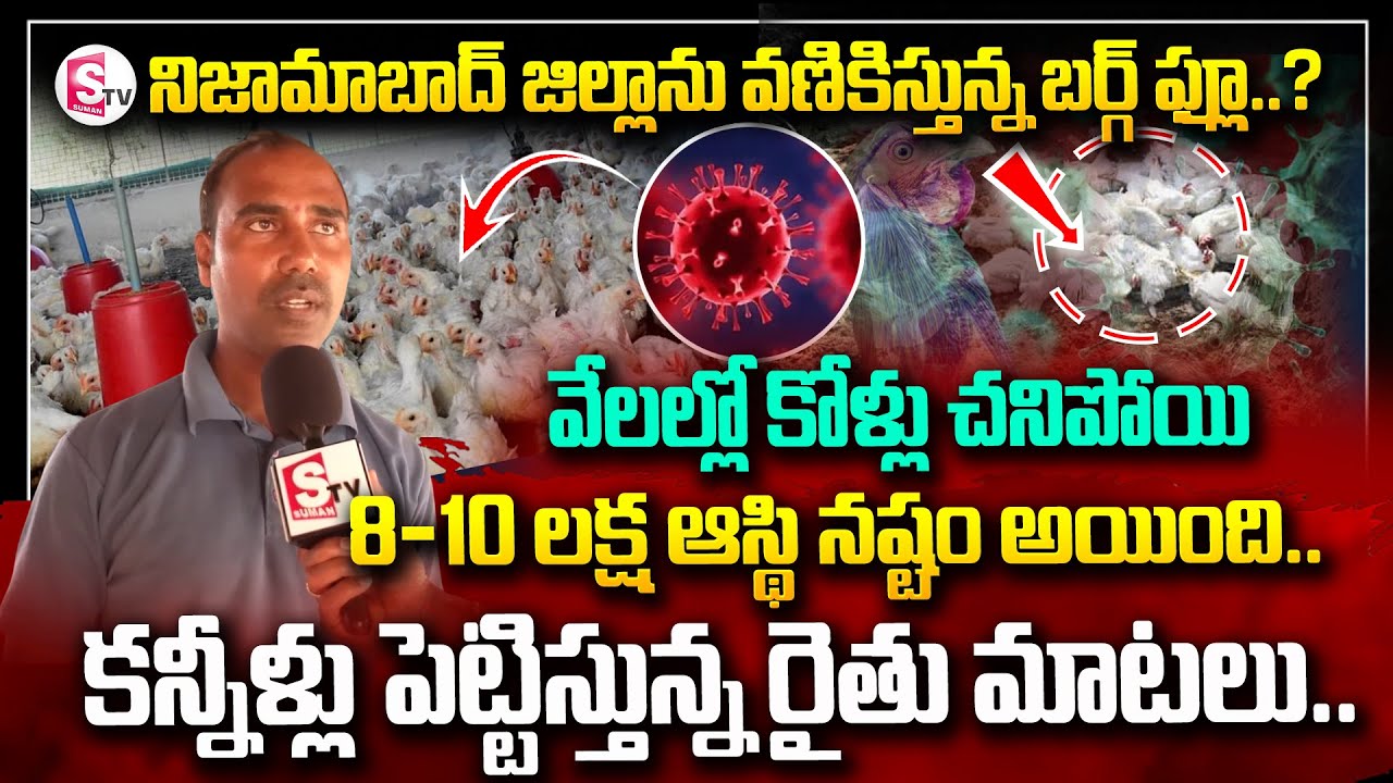 Bird Flu Fear In Nizamabad Poultry Farms | Bird Flu In Chickens ...