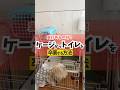 トイレはケージの中ではできるんだけど…#犬のしつけ #犬のいる暮らし #dog
