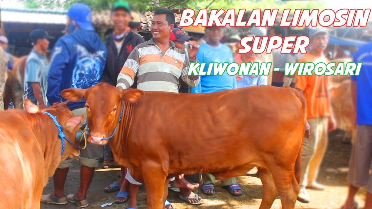  Pasar  Sapi Terbesar  di  Jawa  Tengah  Sapi limosin bakalan 