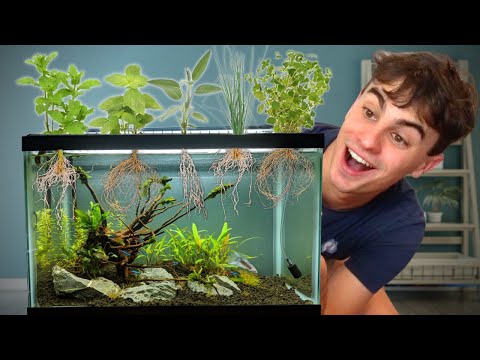 Video: Growing Herbs In A Fish Tank: How To Plant An Aquarium Herb Garden