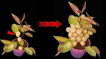  This Walnut Tree Is a Miracle! From a Single Nut to a Fruit-Laden Tree! 😲🌳