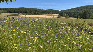 Relax and focus with this peaceful 3 hour ambient video of a sunny meadow