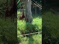 Orangutans at Sanctuary in Bukit Merah