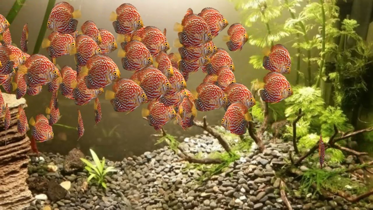 This possible 100 red tiger discus fish can live in one tank