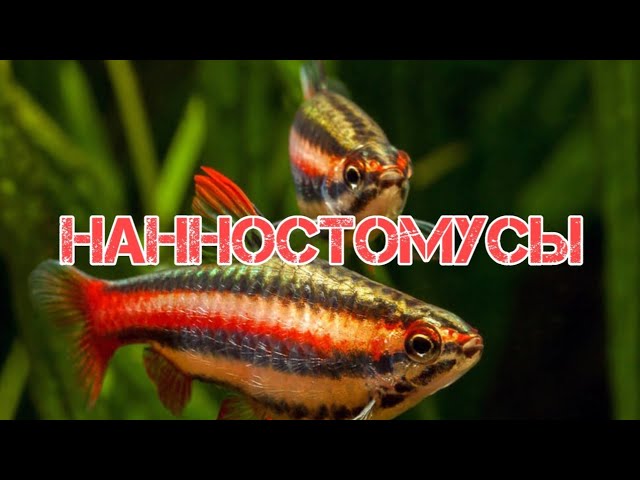 НАННОСТОМУСЫ. СОДЕРЖАНИЕ И РАЗВЕДЕНИЕ В АКВАРИУМЕ