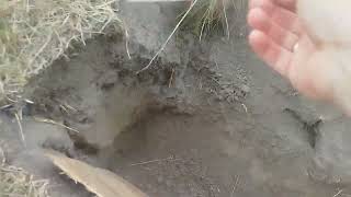 Xp Deus 2,Minelab Manticore,White Spektra v3i-заключний етап тестувань