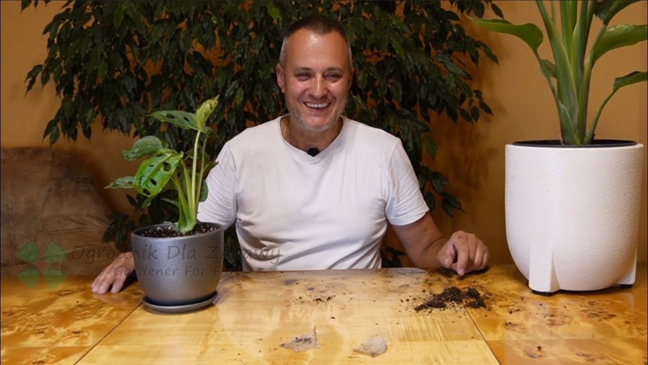 77. Dlaczego nowo zakupione rośliny umierają na przykładzie Monstery Adansonii z Dino