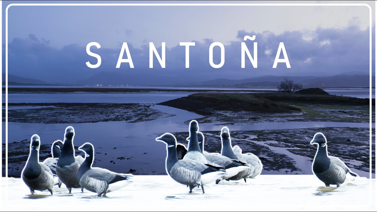 MARISMAS DE SANTOÑA 🦢 El apogeo del invierno