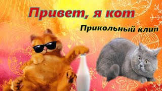 Прикольный Клип Привет, Я Кот