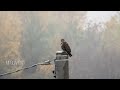 La poiana e la prima neve #abruzzo #poiana #winter #snow #neve #wildlife