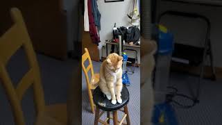 cat conducting