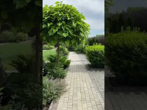 КОТОВНИК, КАТАЛЬПА И
