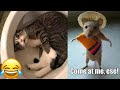 Funny Animals 2022 - The Best Funny Animal Videos for Watching in 2022 🤣😂