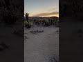 Joshua’s Tree,California #shorts