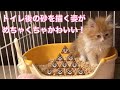 【りんちゃんのトイレ】猫のトイレ、砂をかく姿がめちゃくちゃかわいい！ニャンとも清潔トイレ子猫タイプ