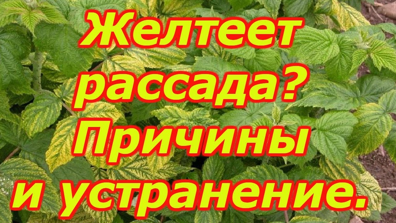 Хлороз.Почему желтеют листья и как это исправить.