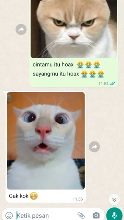 cintamu hoax🙅🙅🙅#cute #cat #funny #lovely #lucu #fyp #kitten #hoax #shorts