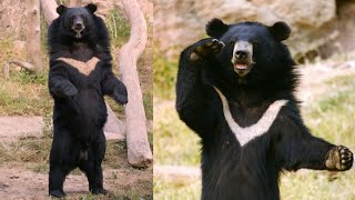 The Enigmatic Asiatic Black Bear: Secrets of the Shadowed Forest | Moon Bear