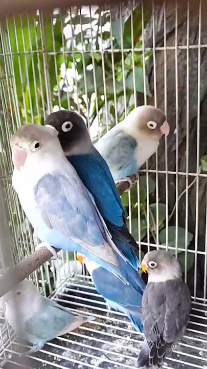 #burung #Lovebird #Pasbir #Cobal #Mangsi #Hitam @ANGHobbies_Channel