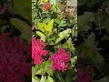 Beautiful flower 🌻🌹 #andamanandnicobarisland #india #flowergarden #shortvideo