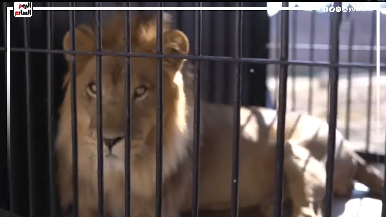 الأسد كل نفسه حزنا على موت جدى.لاول مرة حفيد محمد الحلو الكبير يروي حكاية انقضاض الاسد سلطان علي جده