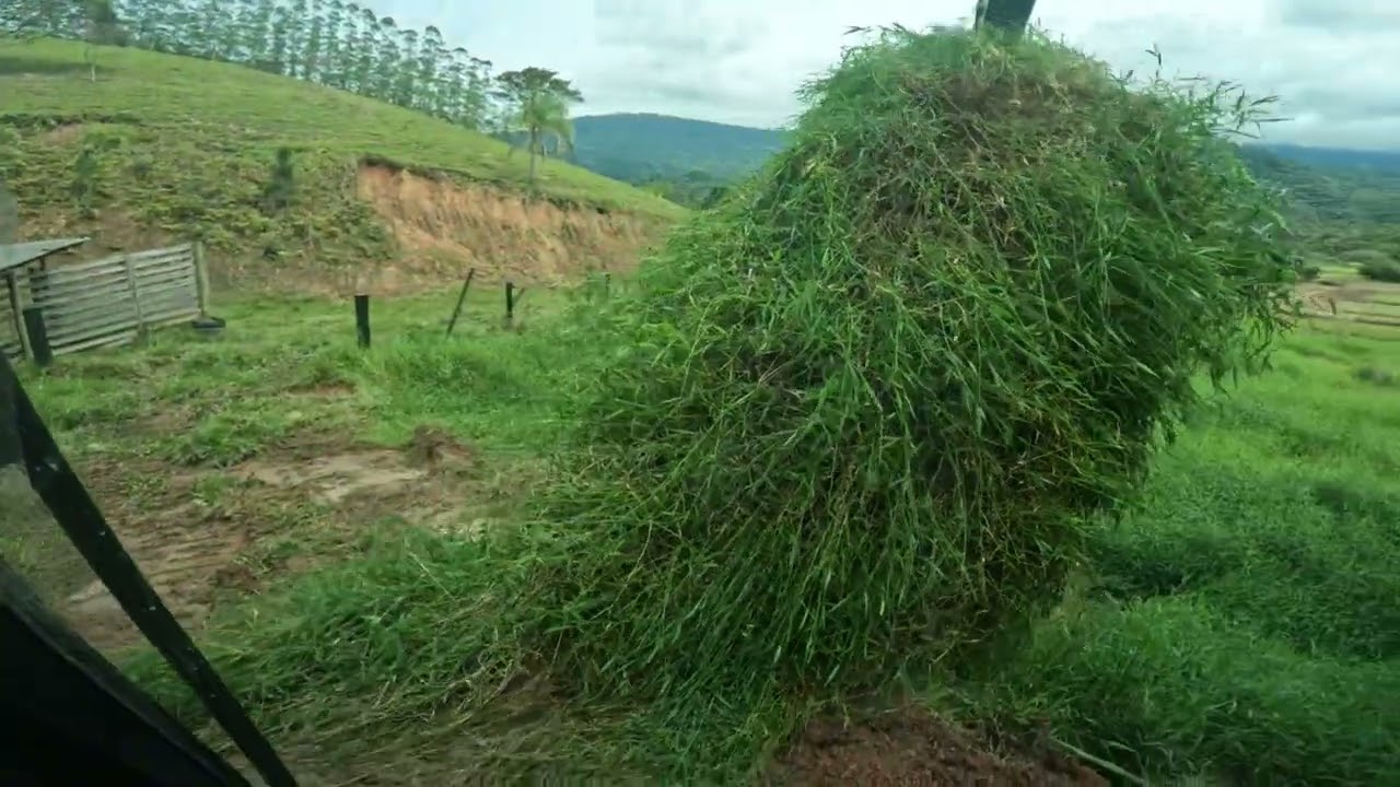Escavadeira tirando muito capim de lagoas (achei uma tartaruga) 🐢 