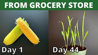 How To Grow Corn From Store Bought Corn Cob