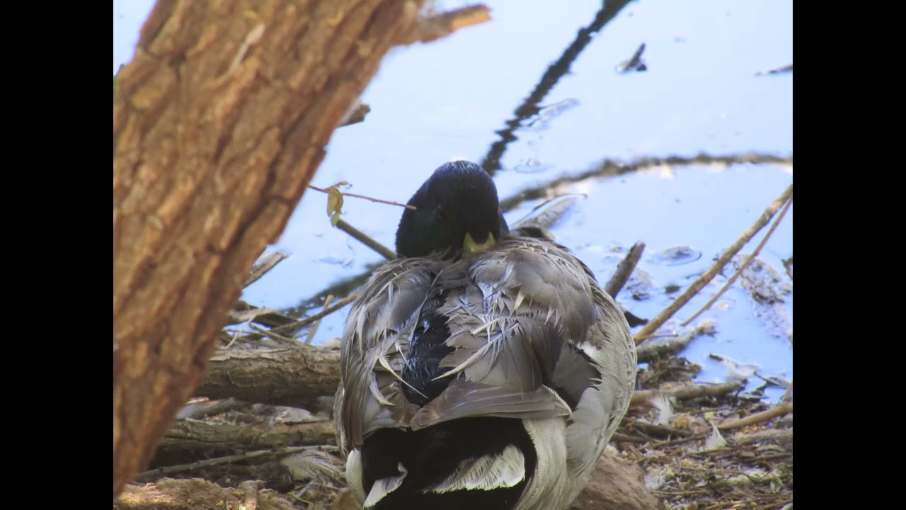 Tonaquint park photos