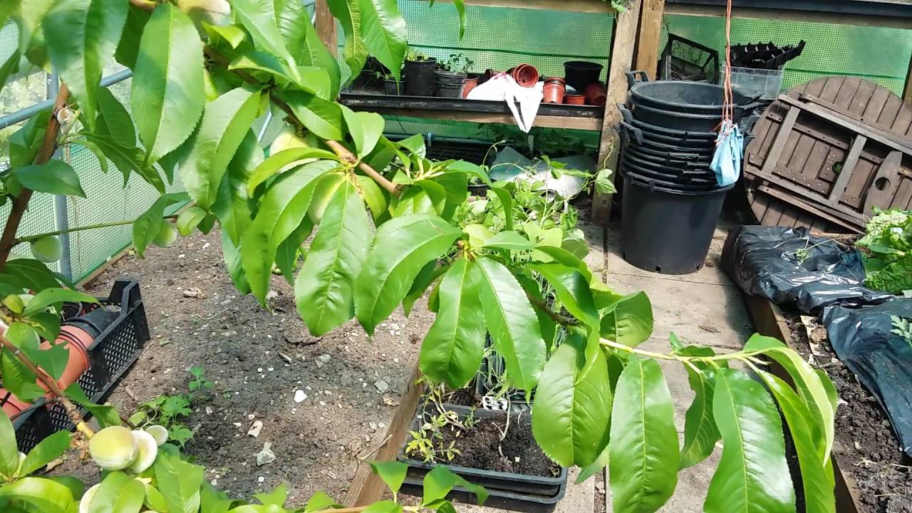 How To Grow Peaches In Wisconsin How To Grow Peaches In Wisconsin