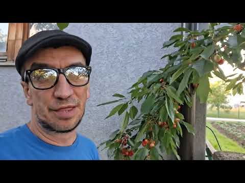 Uzrele tresnje pa da probam kakve su .