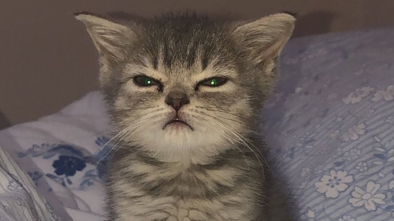 ⁣Angry - Funny Cats & Dogs That Will Fill You With Happiness🥰