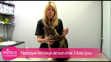 Comment tenir un chat pour lui nettoyer les yeux ?