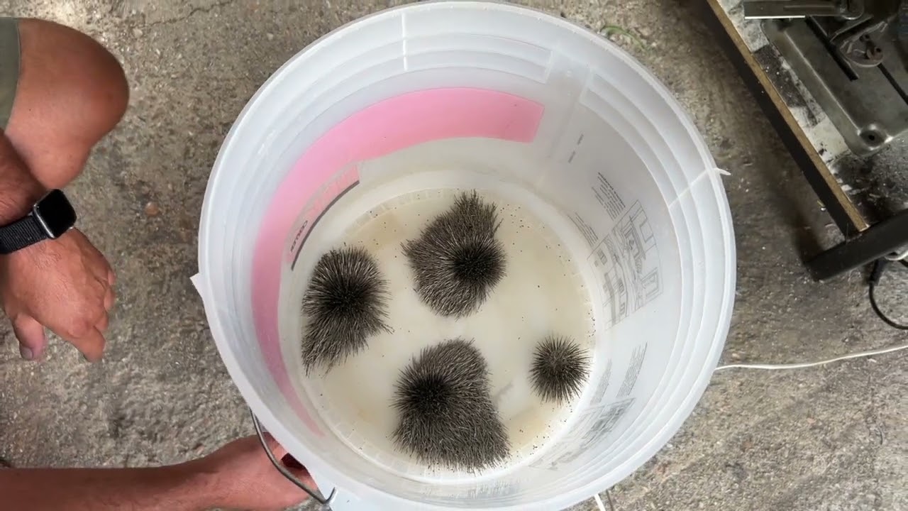 LAVATRICE AD AGHI CON VARIATORE VELOCITA'