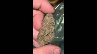 How to Secure Quality THCA Pounds This October 2025