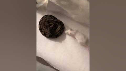 Ball python eating LIVE mouse hopper