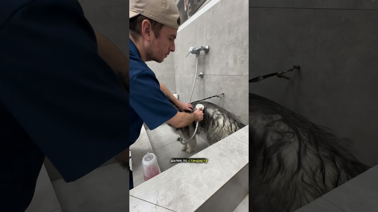 ХАСКАМУТ В ГРУМИНГ-САЛОНЕ (ДЮ АССИСТИРУЕТ) #собаки #груминг #тбилиси #грузия #dogs #grooming