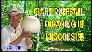 Mushroom Hunting Wisconsin Vol II (Marathon County) by DANDLINC 322 views 7 months ago 3 minutes, 45 seconds