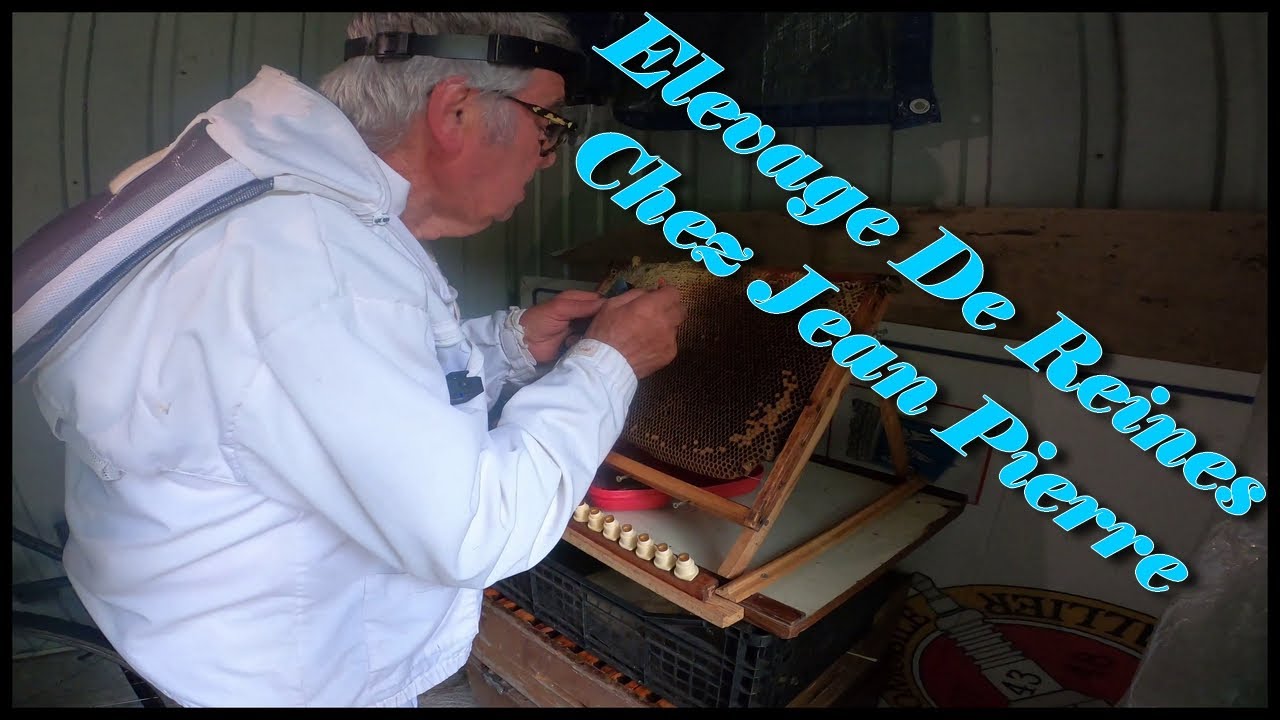 Elevage de reines chez jean pierre