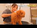 A Nervous Toy Poodle Is Completely Relaxed by a Japanese Female Groomer