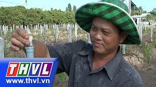THVL | Nông dân miền Tây - Kỳ 70: Anh Võ Thành Văn với béc phun tưới vườn độc đáo