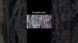 Ants are strong and are used for bush medicine #greenant #ant #bushmedicine