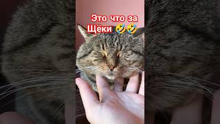 У этого кота щеки зашкаливают 😍