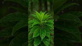 Forest Rain ASMR 🌧️ #Shorts