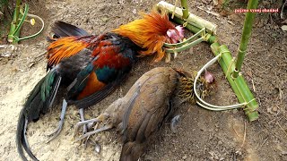 สาวดอย Make amazing chicken traps like no other hunting