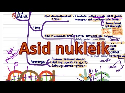 Video: Apakah dua fungsi utama asid nukleik?