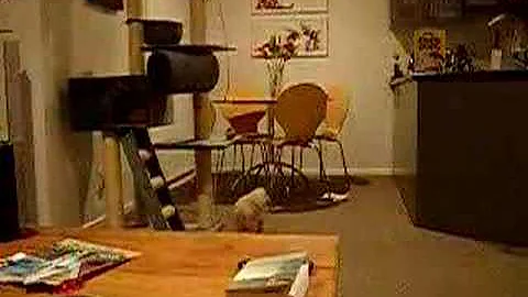 Watch the video about Tonkinese Playing Fetch