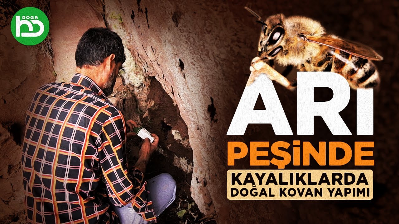 Arıların İzinde, Kayalıklarda Doğal Arı Kovanı Yaptık. Arı Avcısı Güdül (doğayıgeziyorum/4)